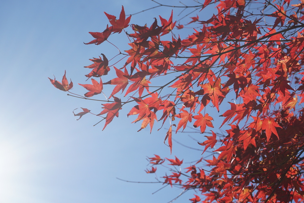 紅葉