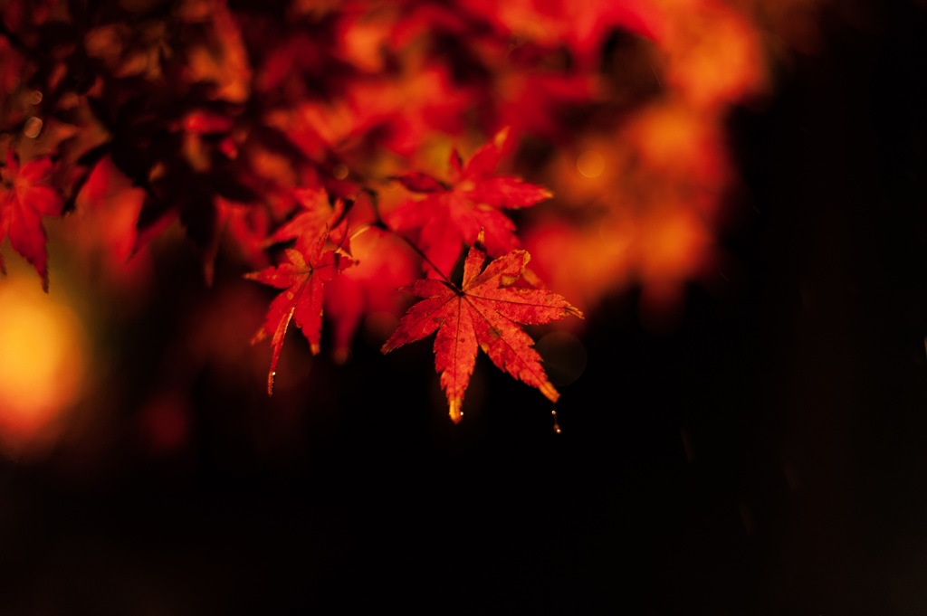 紅葉