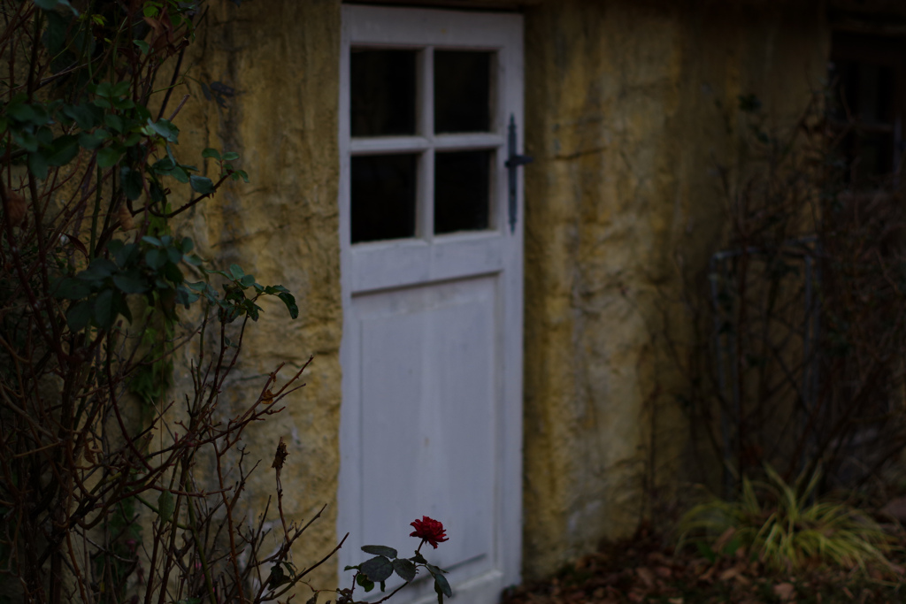 薔薇