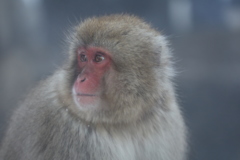地獄谷野猿公苑