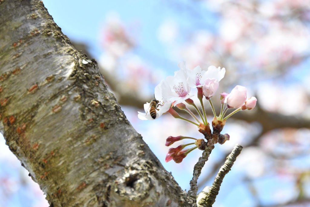 桜と蜂