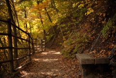 秋の小道