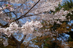北鎌倉の桜