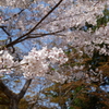 北鎌倉の桜