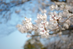 横須賀の桜