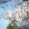 横須賀の桜