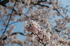 横浜の桜