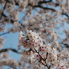 横浜の桜