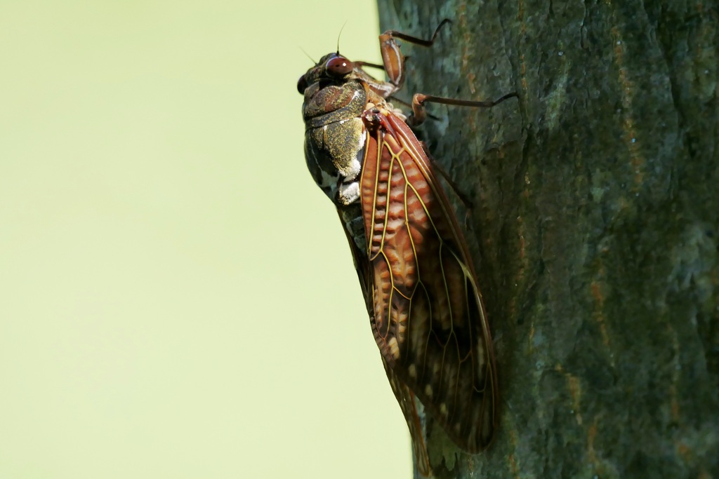 蝉