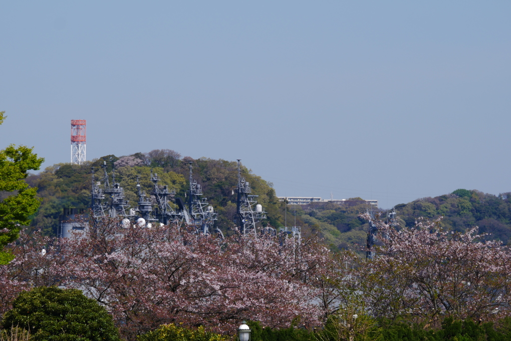 桜とマスト