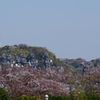 桜とマスト