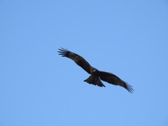 鳶