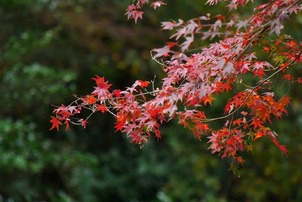 横浜にも紅葉が