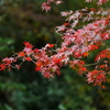 横浜にも紅葉が