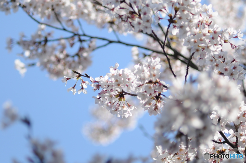 ｓａｋｕｒａ
