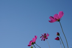 秋桜と青空