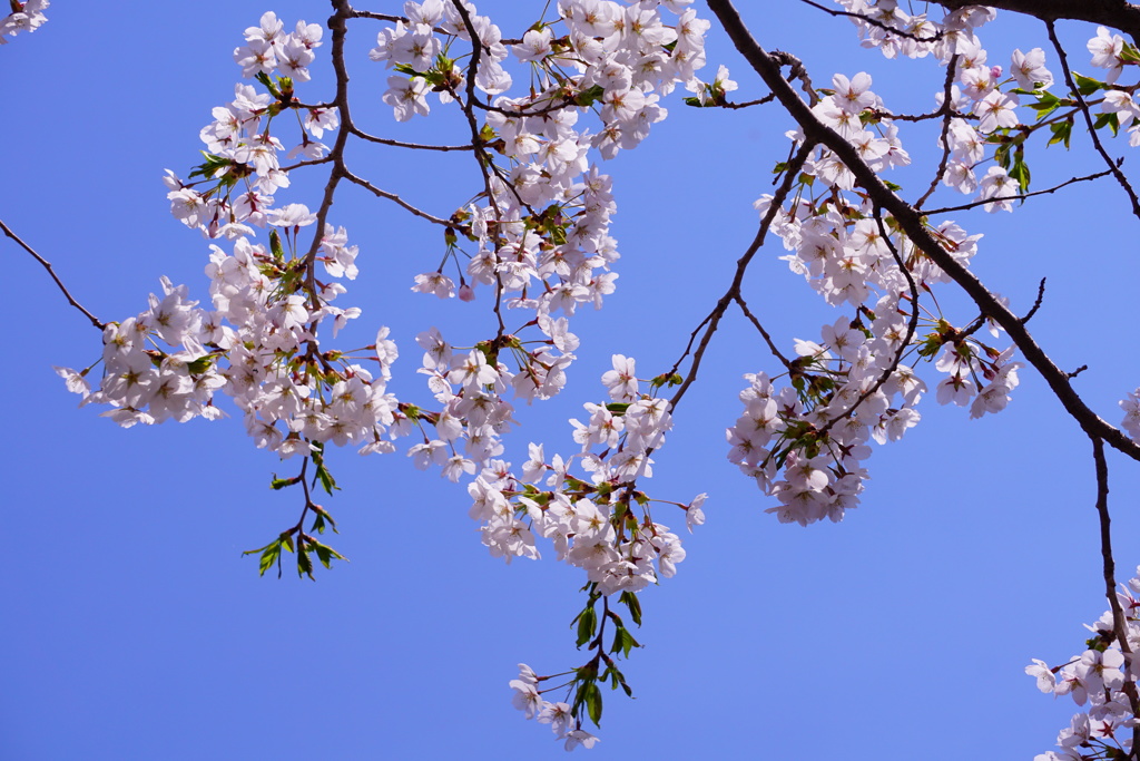 桜日和