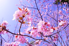 唄う桜たち