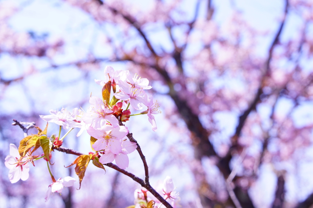 美唄桜