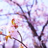 美唄桜