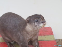 サンシャイン水族館－43