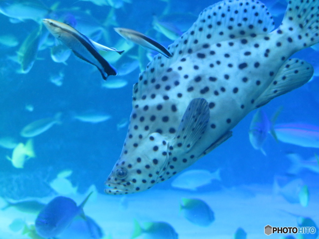 サンシャイン水族館－6