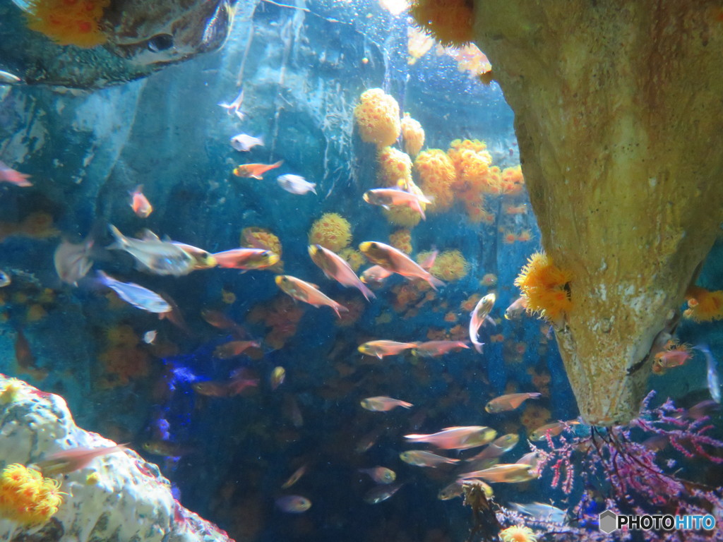 サンシャイン水族館－7