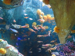 サンシャイン水族館－7