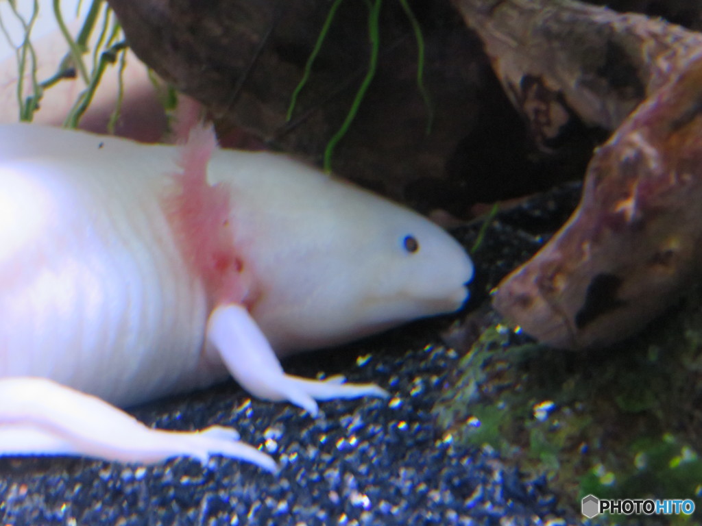 サンシャイン水族館－25