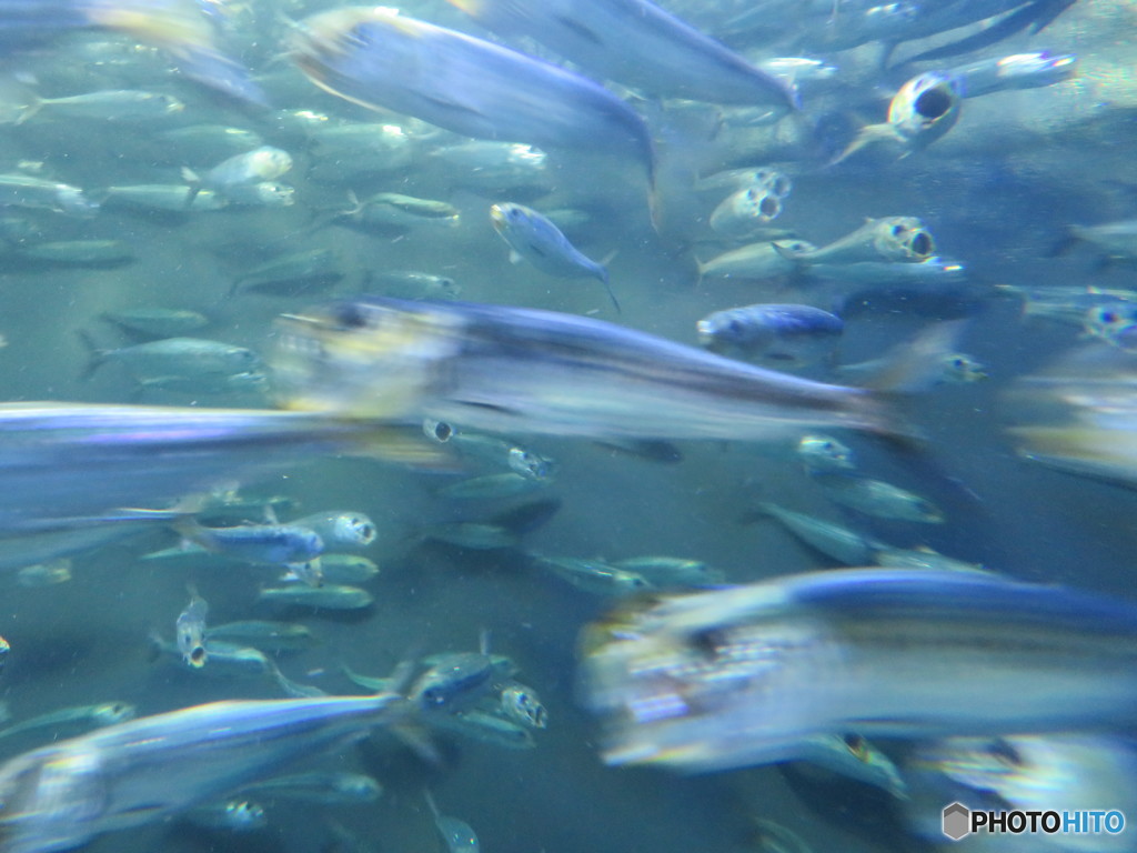 サンシャイン水族館－1