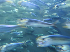 サンシャイン水族館－1