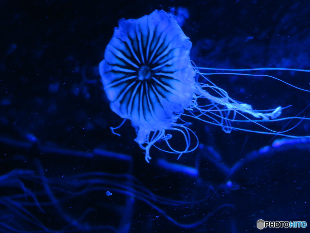 サンシャイン水族館－11