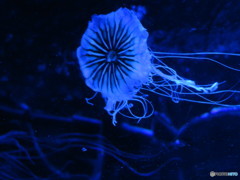 サンシャイン水族館－11