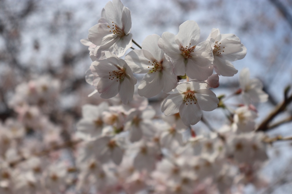 桜