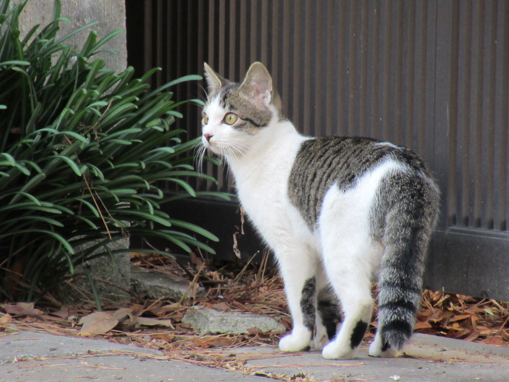 野良猫