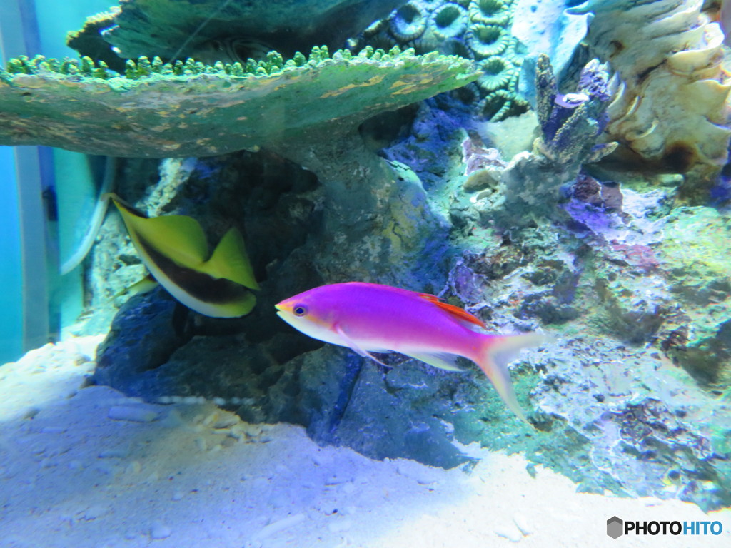 サンシャイン水族館－38