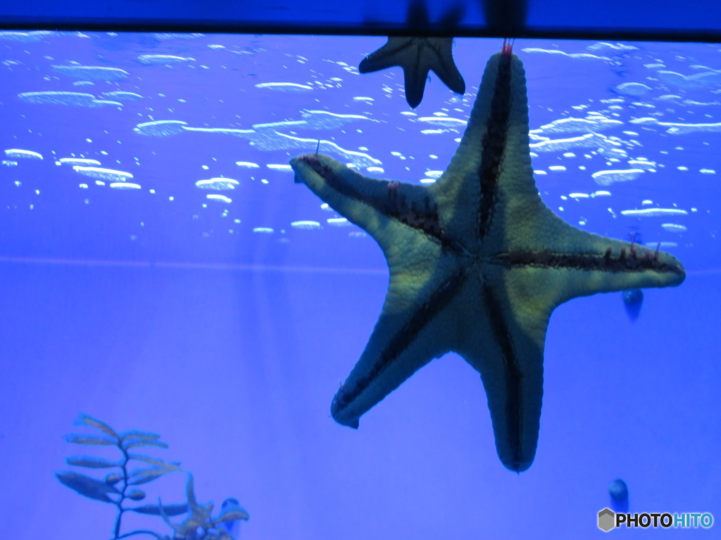 サンシャイン水族館－13