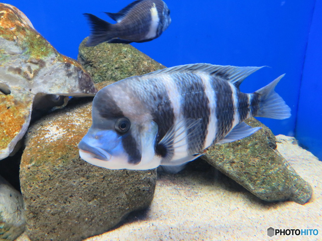 サンシャイン水族館－22