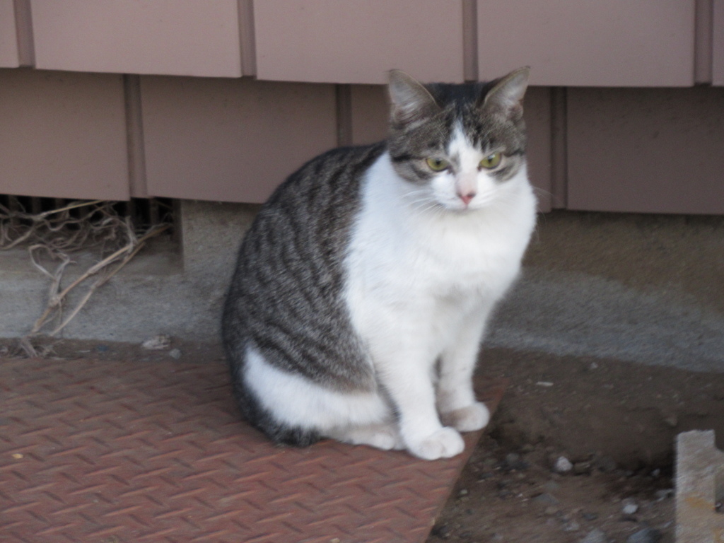 野良猫