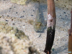 サンシャイン水族館－24