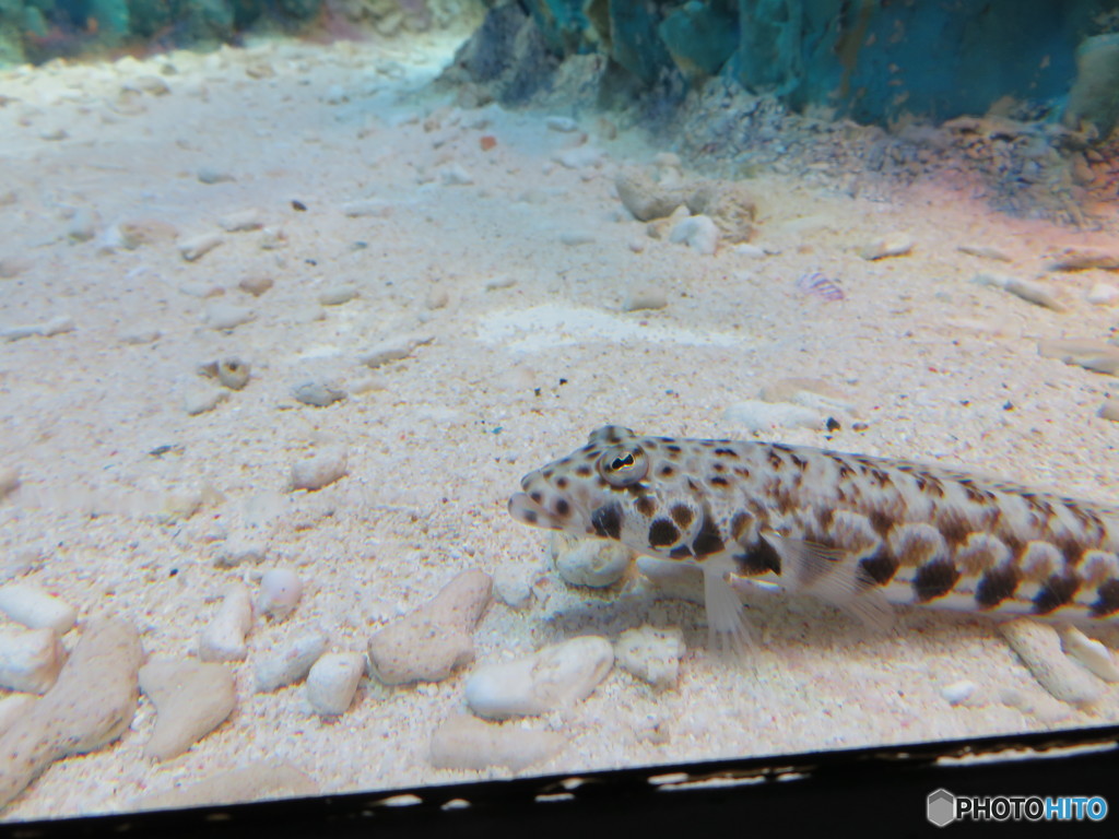 サンシャイン水族館－35