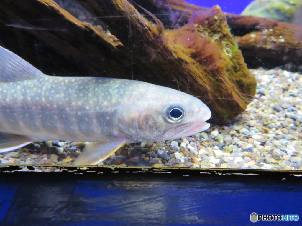 サンシャイン水族館－41