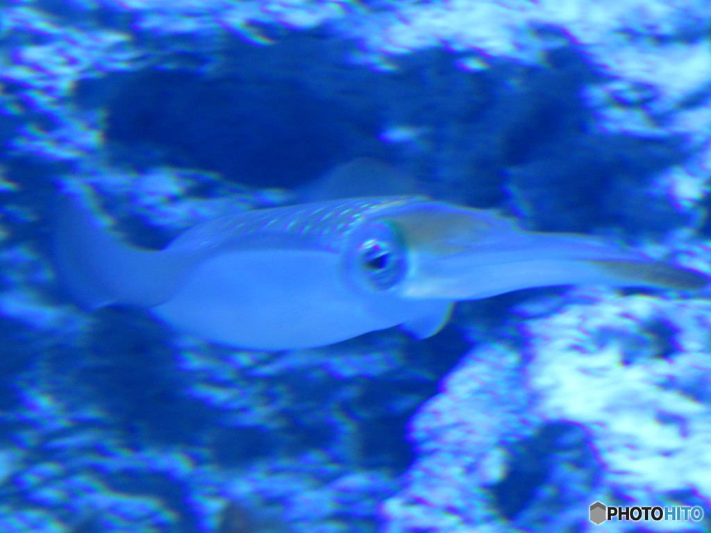 サンシャイン水族館－15