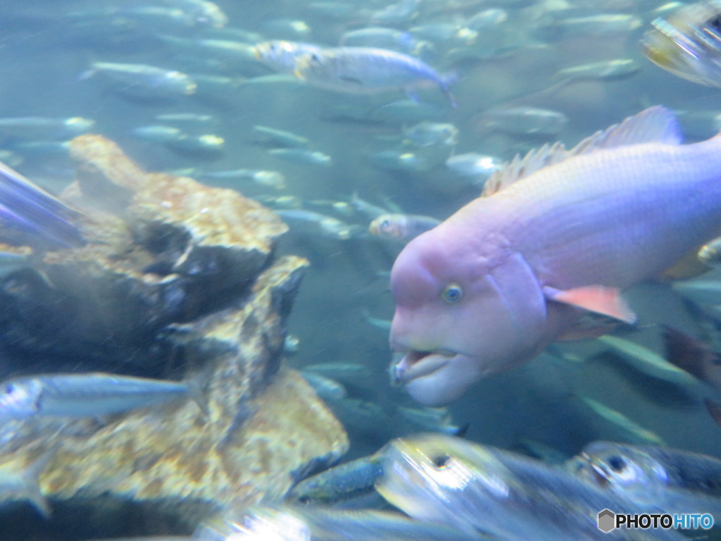 サンシャイン水族館－2