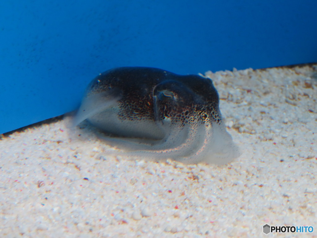 サンシャイン水族館－18