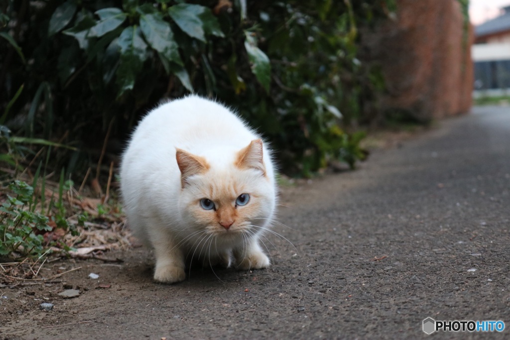 猫ちゃん