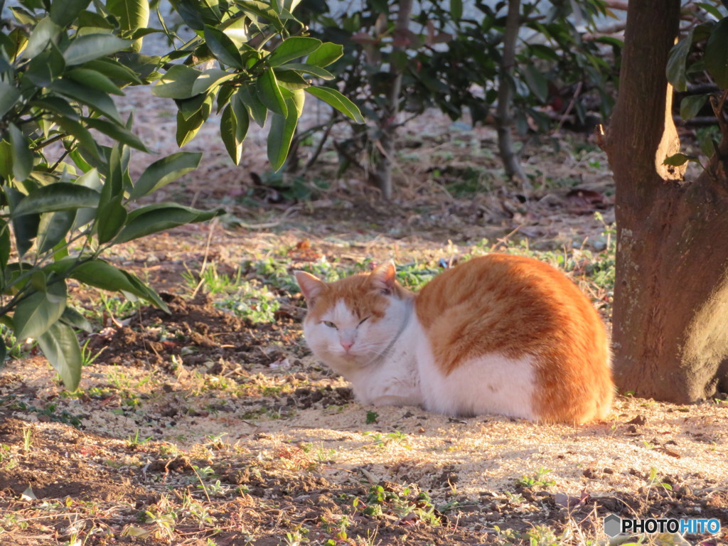 野良猫ちゃん