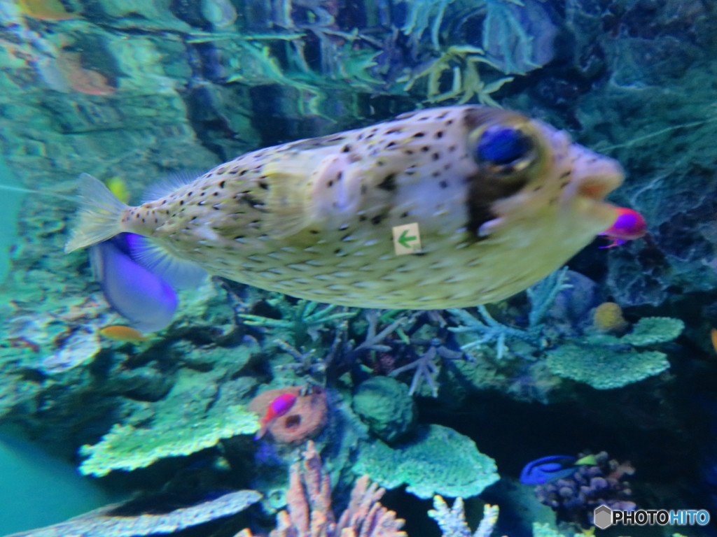 サンシャイン水族館－37