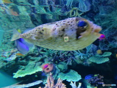 サンシャイン水族館－37