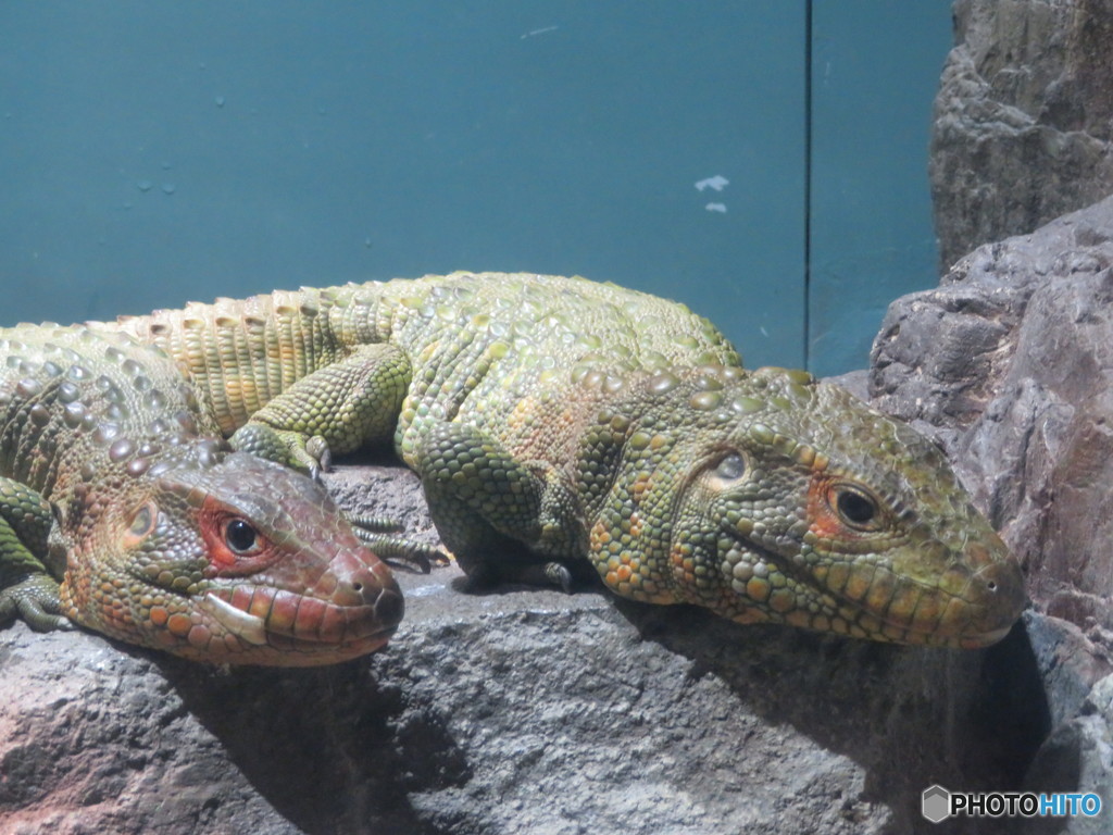 サンシャイン水族館－31